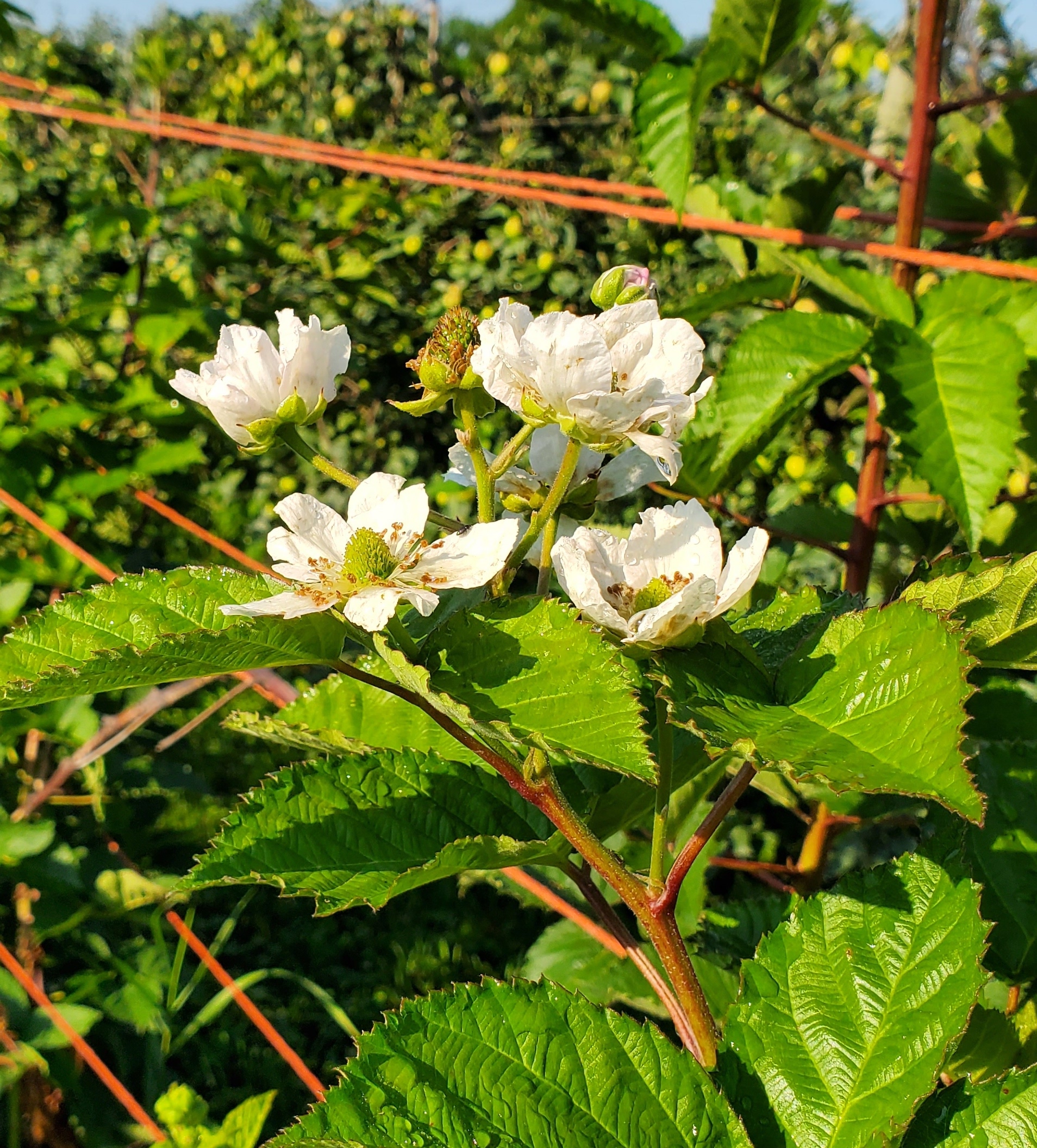 Blackberries starting to bloom.